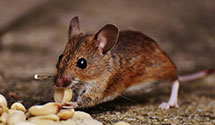 24 Hour & Emergency Exterminators in Maplewood, ME